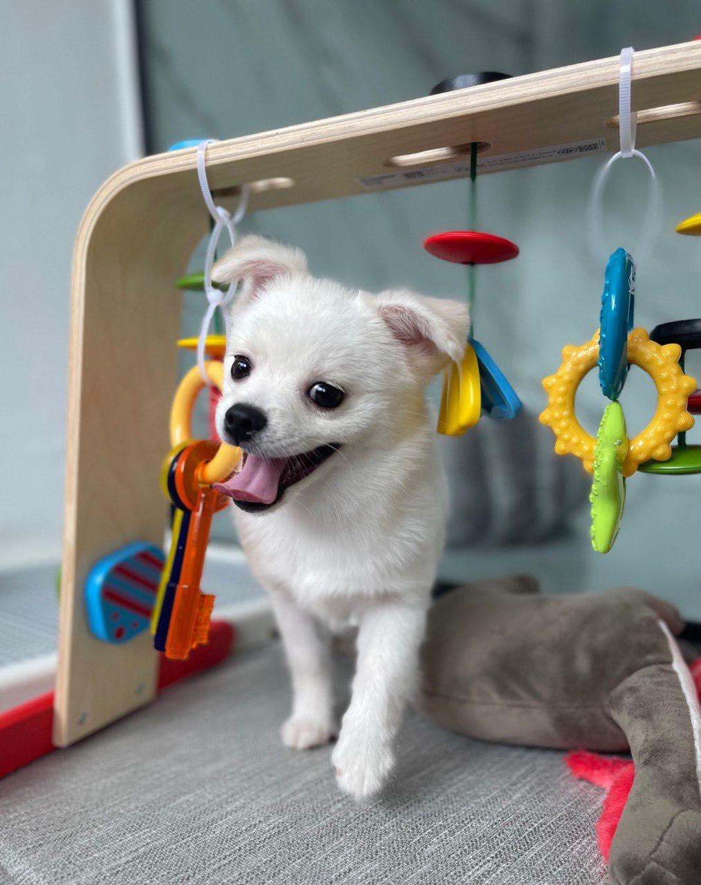 Cherry: White Mini Pomsky 🇸🇬 (Girl)
