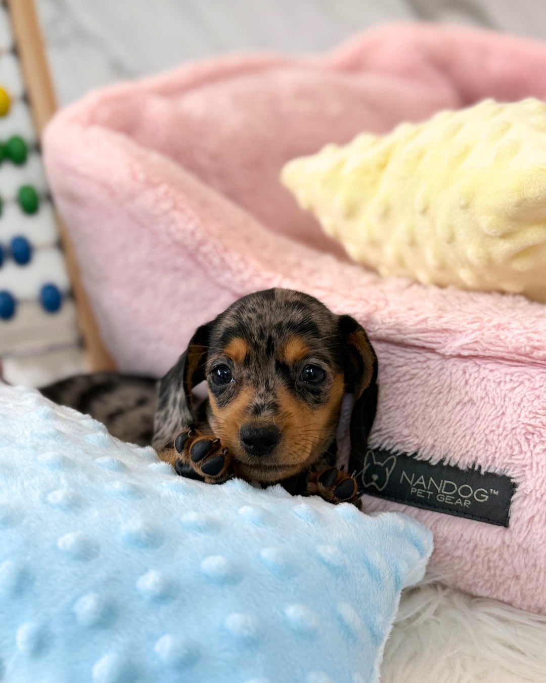 ⾖ Beanie: Dapple Merle Short Coat Miniature Dachshund 🇸🇬 (Girl)