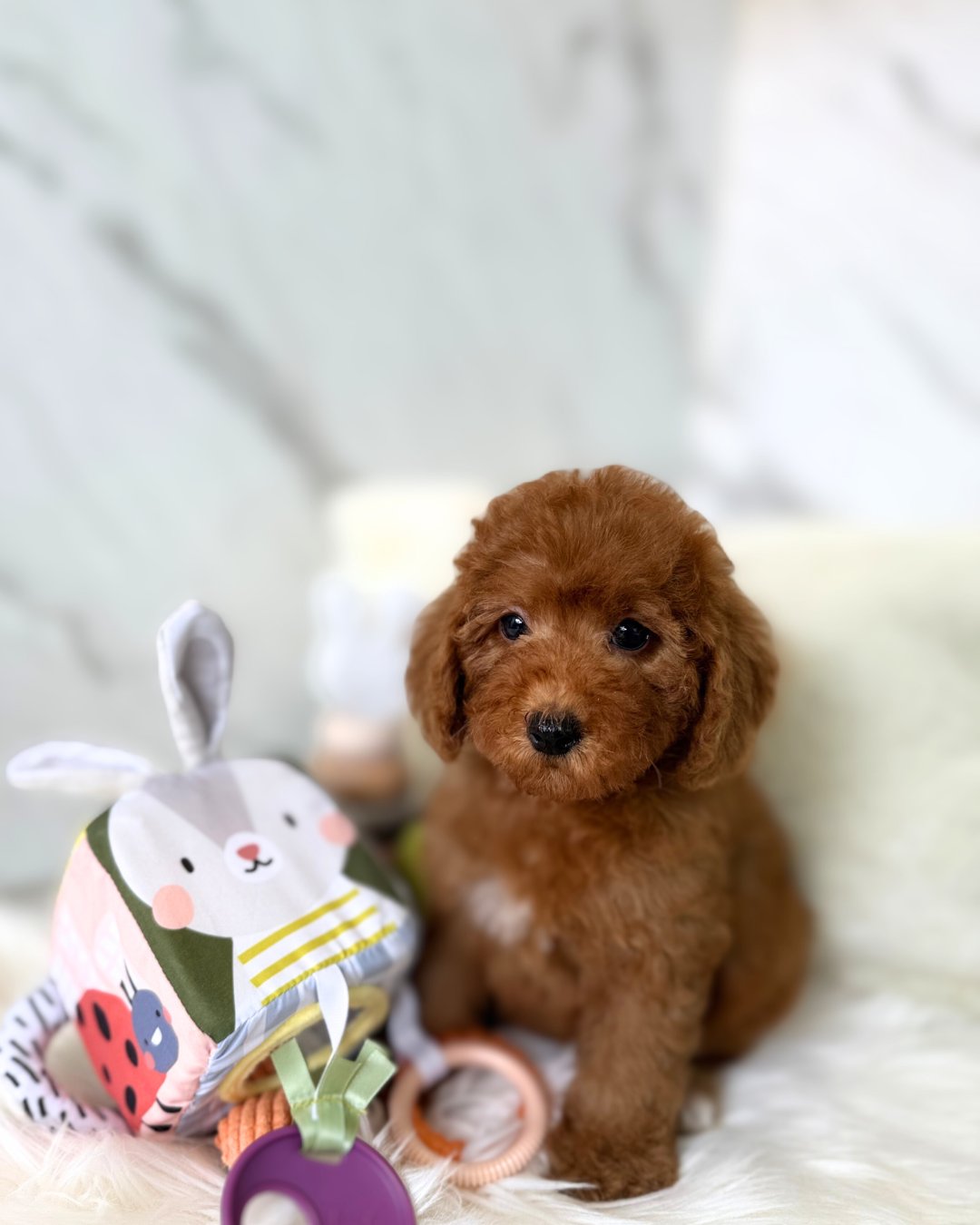 RINA: RED TOY POODLE 🇸🇬 (FEMALE)