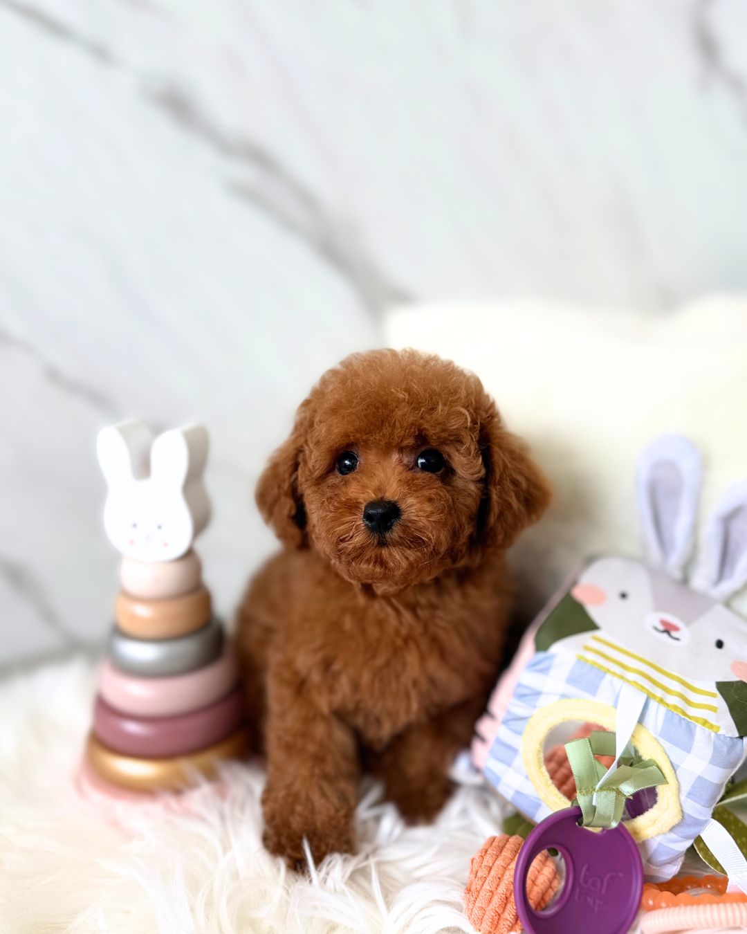Tomo: Red Tiny Toy Poodle 🇸🇬 (Boy)