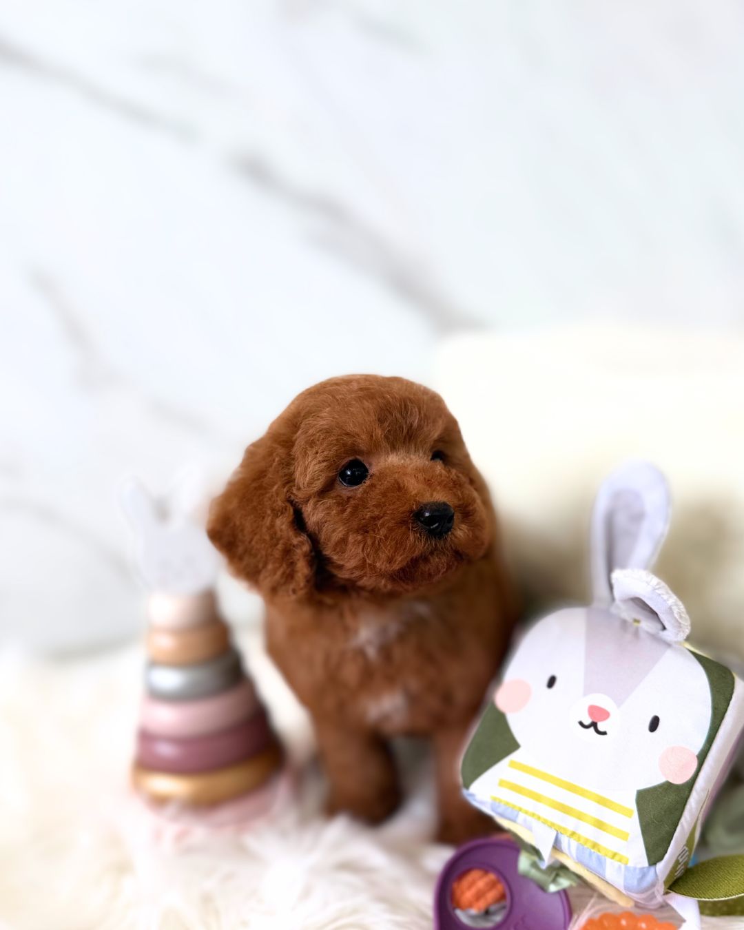 Hina: Red Toy Poodle 🇸🇬 (Girl)