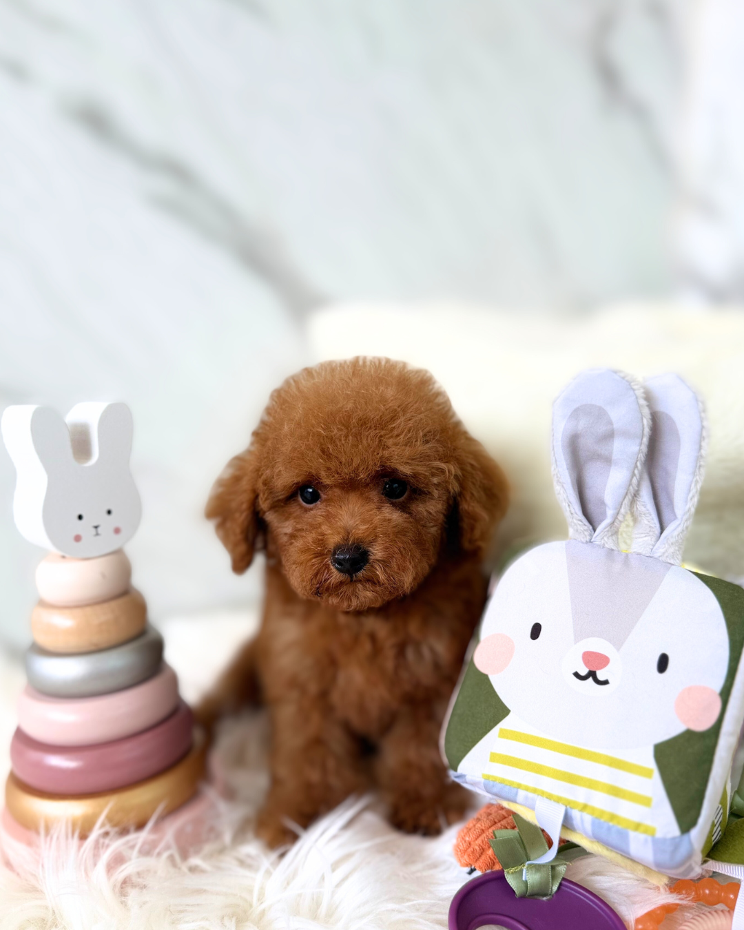 Pochi: Red Toy Poodle 🇸🇬 (Boy)