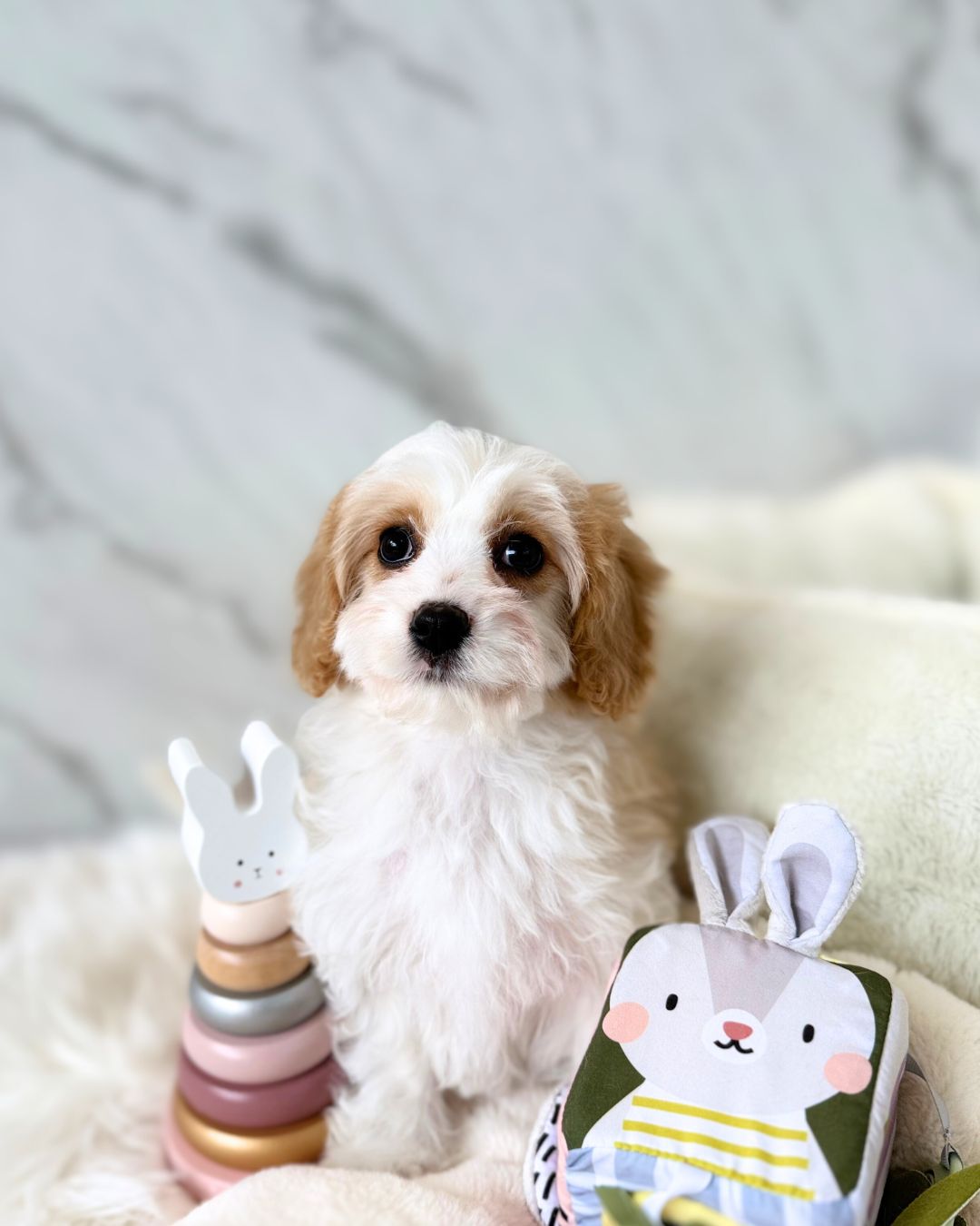 🌸 Poppy : Parti Brown & White Cavapoodle 🇮🇪 (Girl)