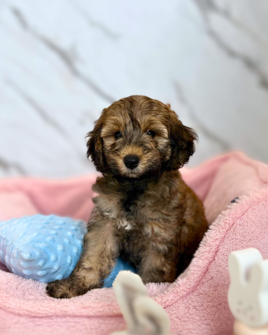 🌟 Stella: Sable Mini Labradoodle F1B 🇸🇬 (Girl)
