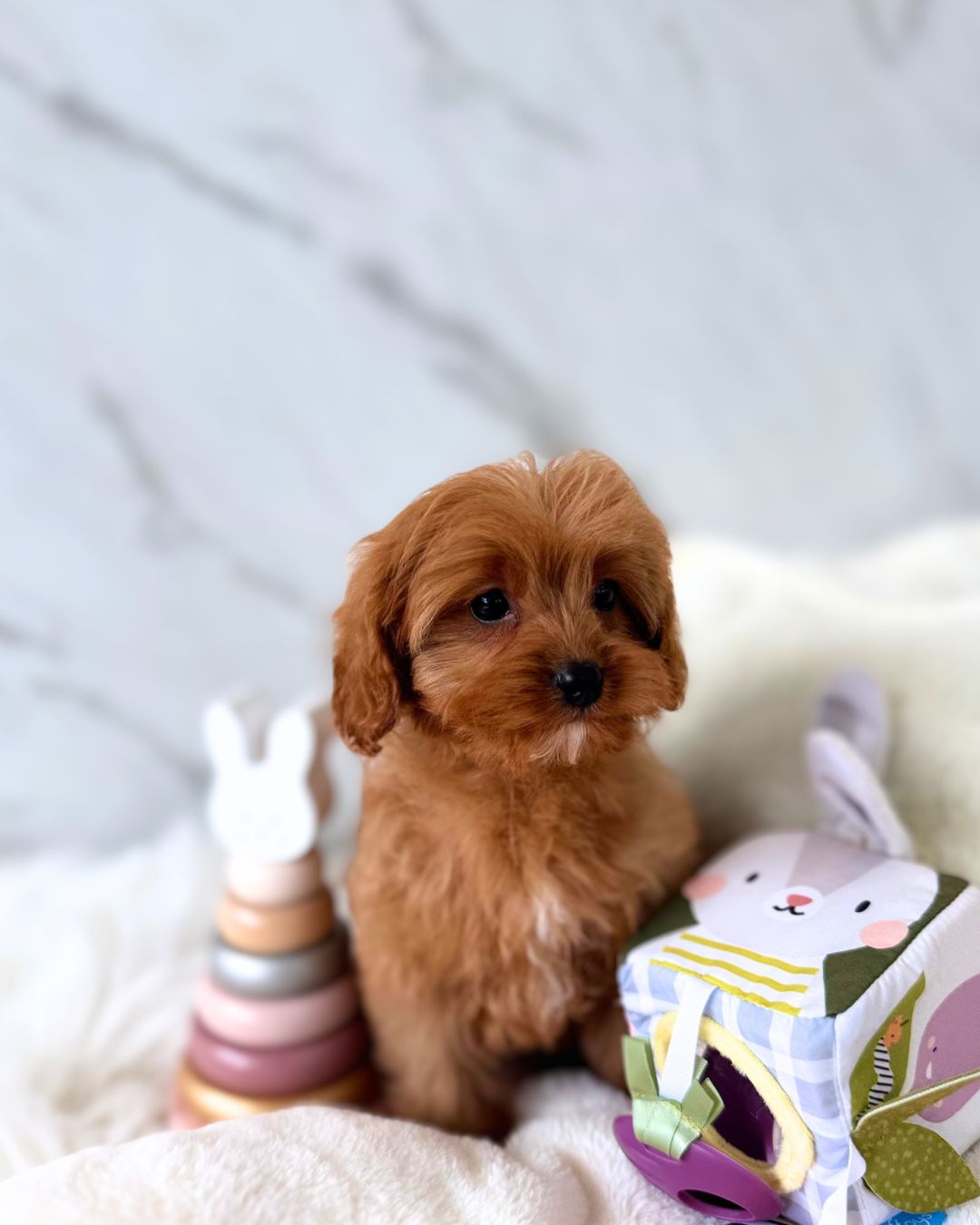 Amelie: Red Cavapoodle 🇮🇪 (Girl)