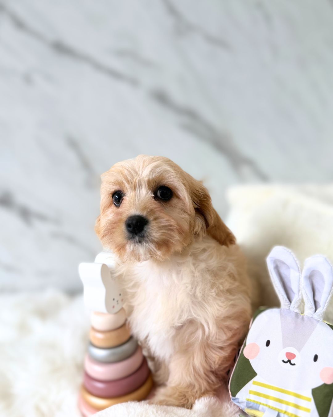 🧸 Polly: Cream Cavachon 🇮🇪 (Girl)