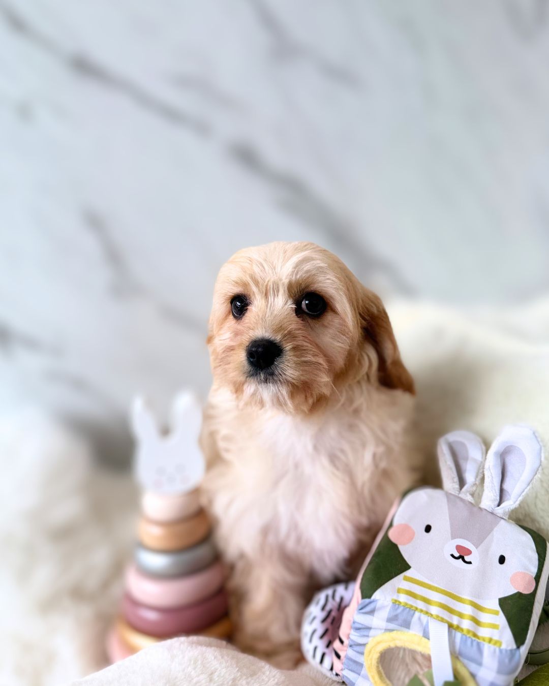 🧸 Polly: Cream Cavachon 🇮🇪 (Girl)