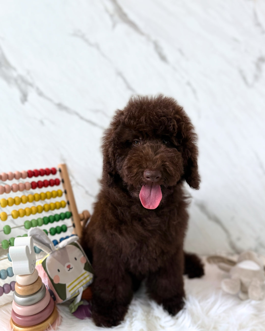 Koda: Chocolate Miniature Poodle 🇦🇺 (Boy)