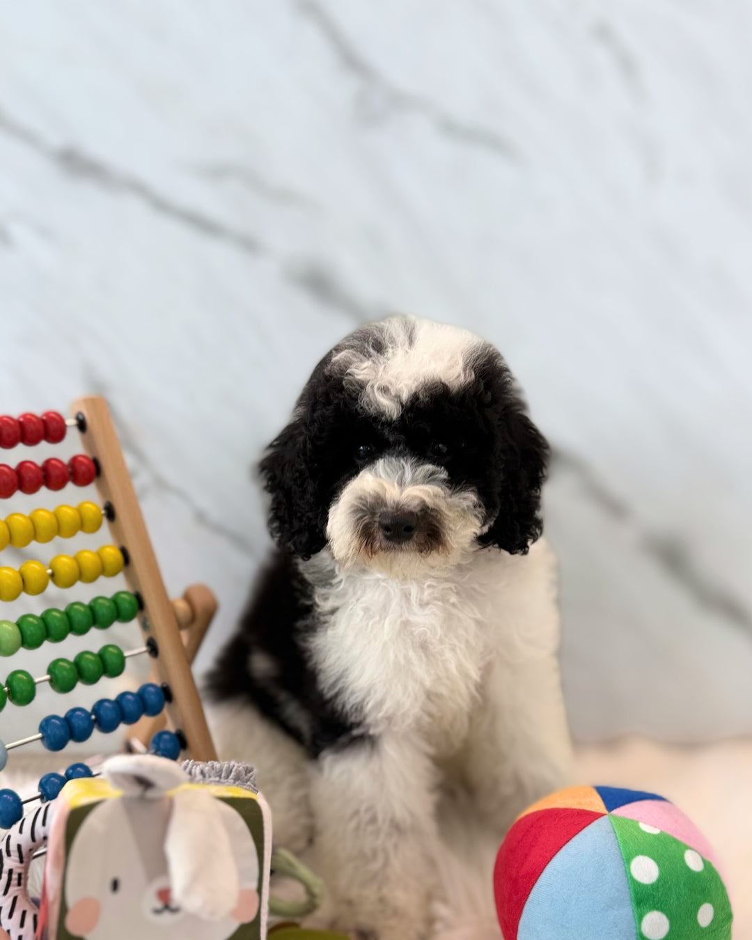 🤵🏻Tux: Parti Black & White Toy Miniature Poodle 🇦🇺 (Boy)