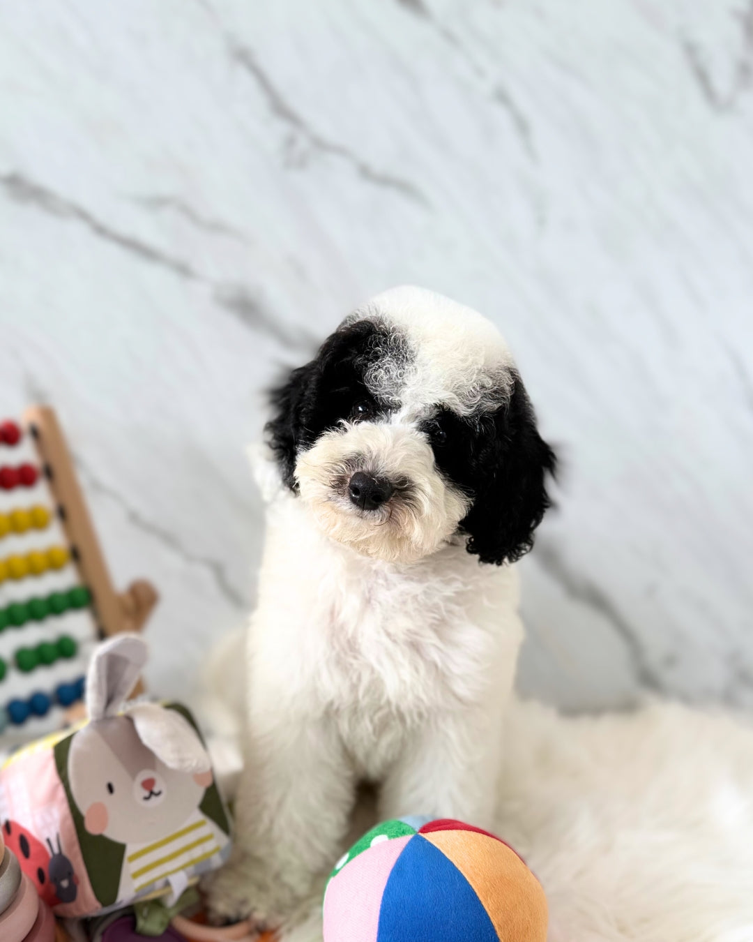 🌙 Luna: Parti Black & White Toy Miniature Poodle 🇦🇺 (Girl)