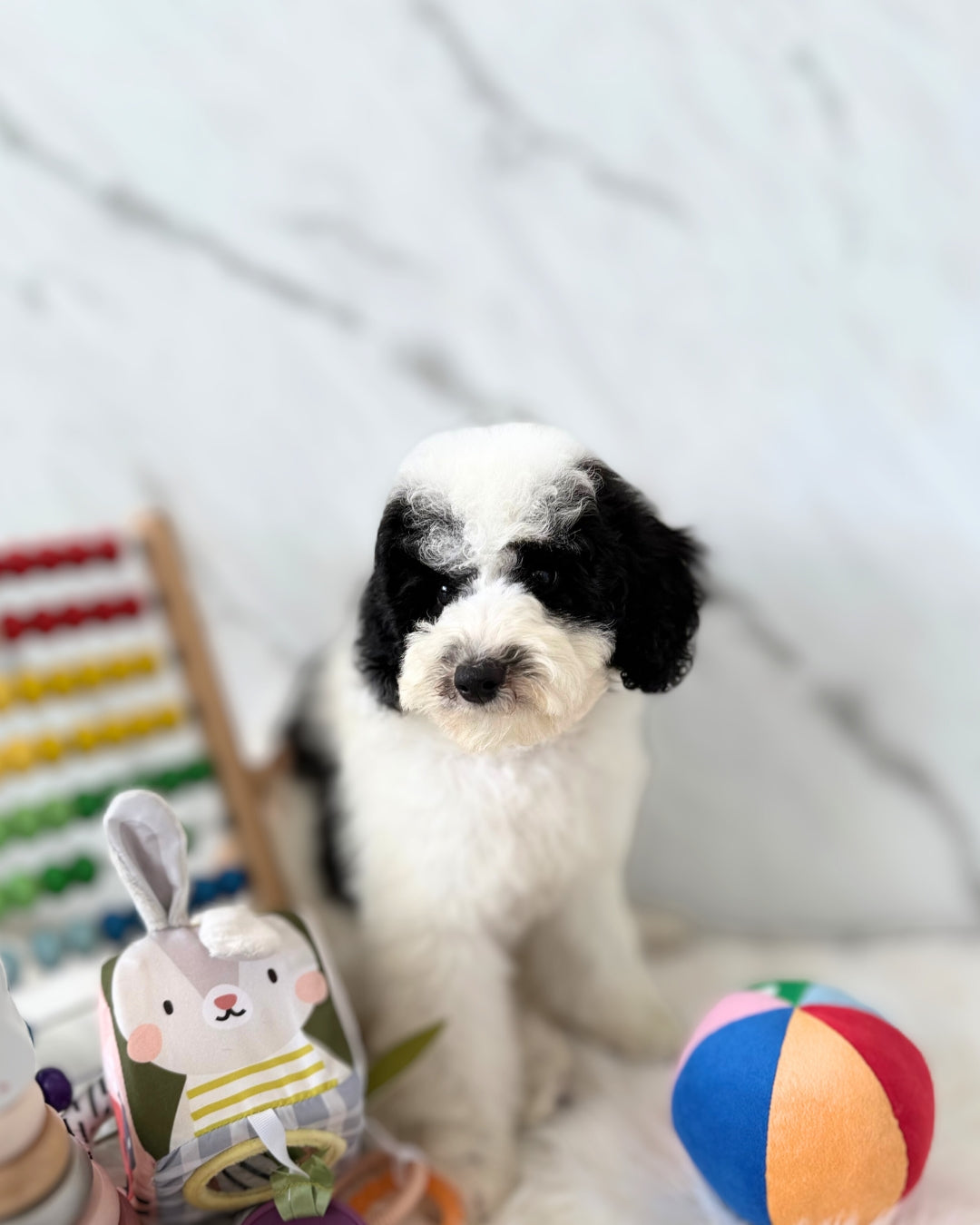 🌙 Luna: Parti Black & White Toy Miniature Poodle 🇦🇺 (Girl)