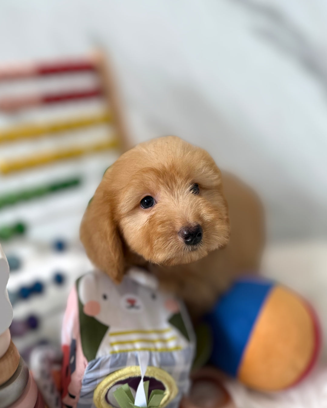 Churro: Brown Silky Doxiepoodle 🇸🇬 (Boy)
