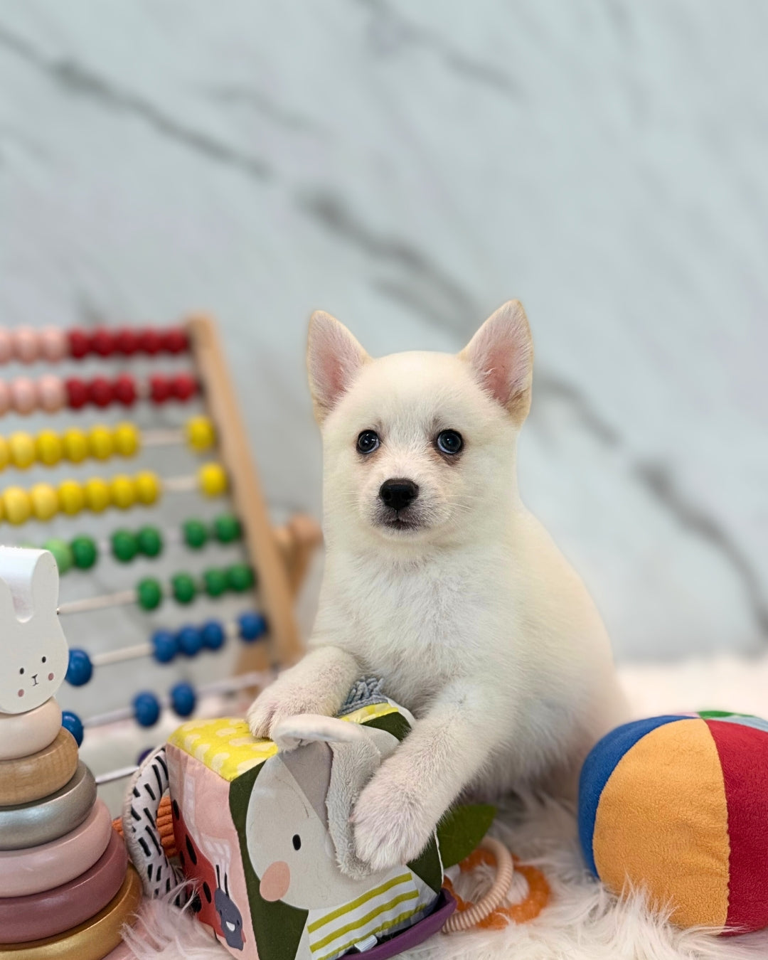 SUSHI: WHITE POMSKY X MINI POMERANIAN 🇸🇬 (MALE)