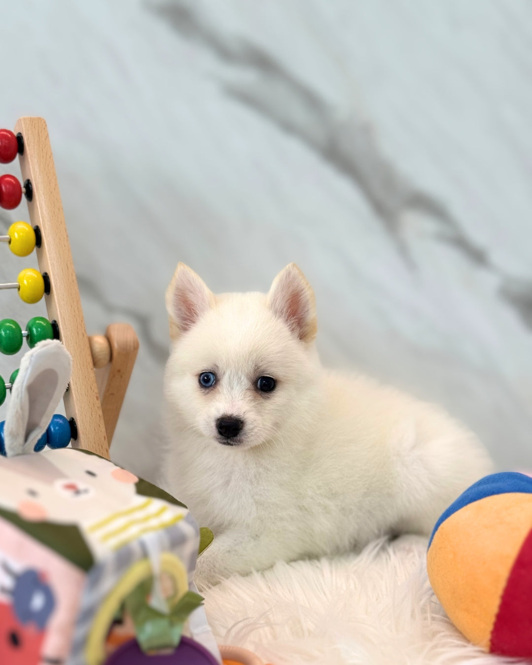 EBI: WHITE POMSKY X MINI POMERANIAN 🇸🇬 (FEMALE)