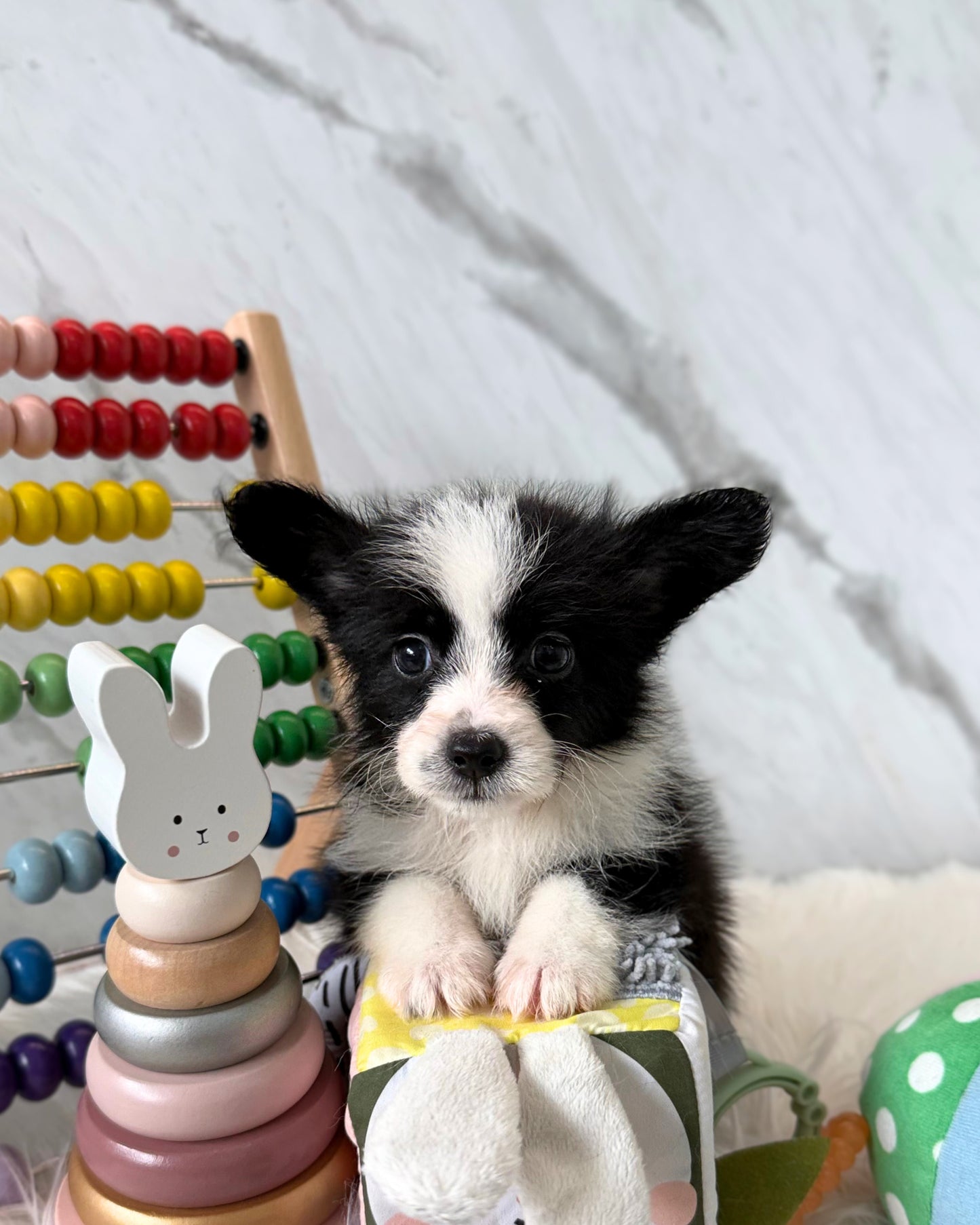 🫡 Mayer: Fluffy Black & White Cardigan Welsh Corgi 🇸🇬 (Boy)