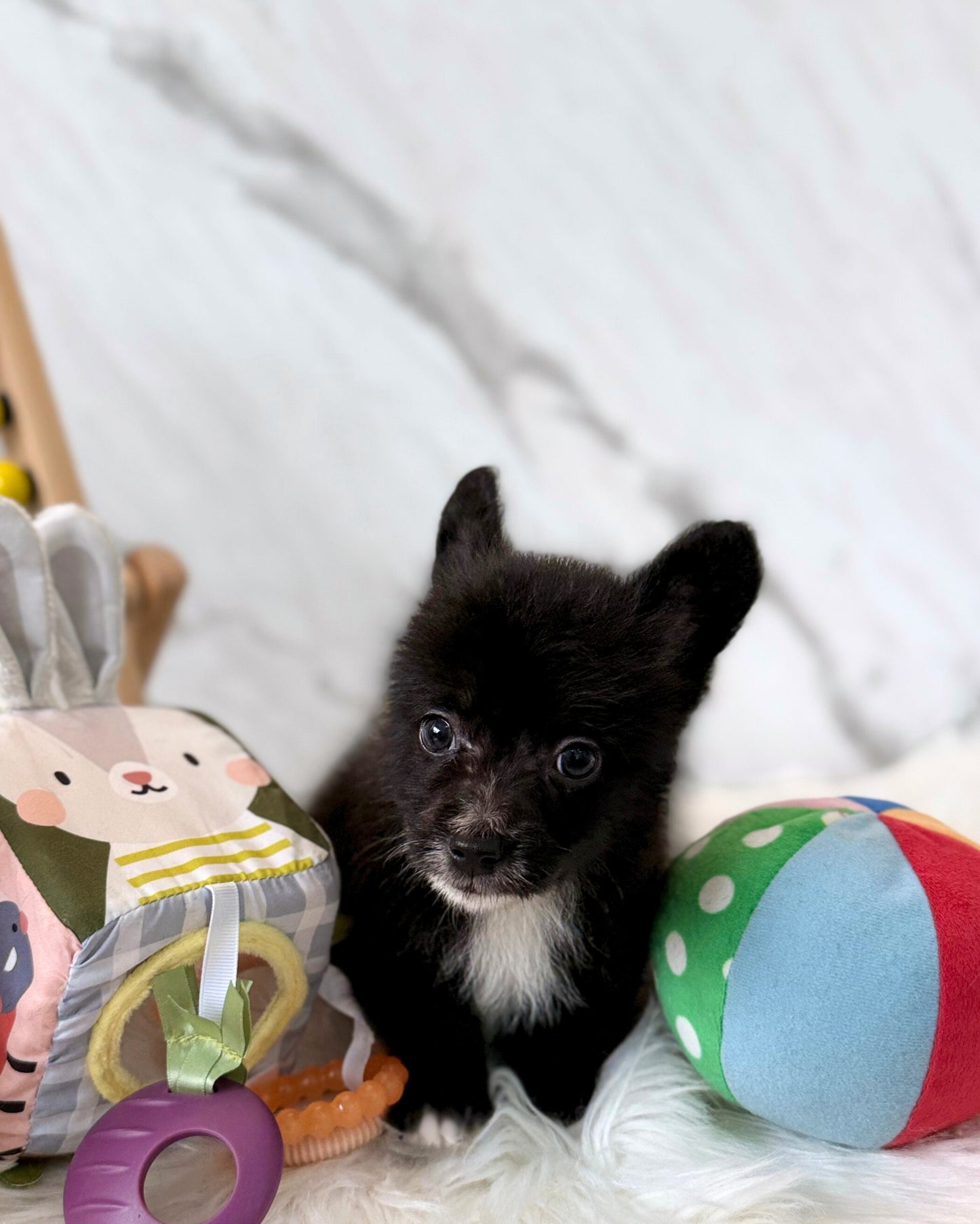 🐧 Pingu: Fluffy Black & White Cardigan Welsh Corgi 🇸🇬 (Boy)