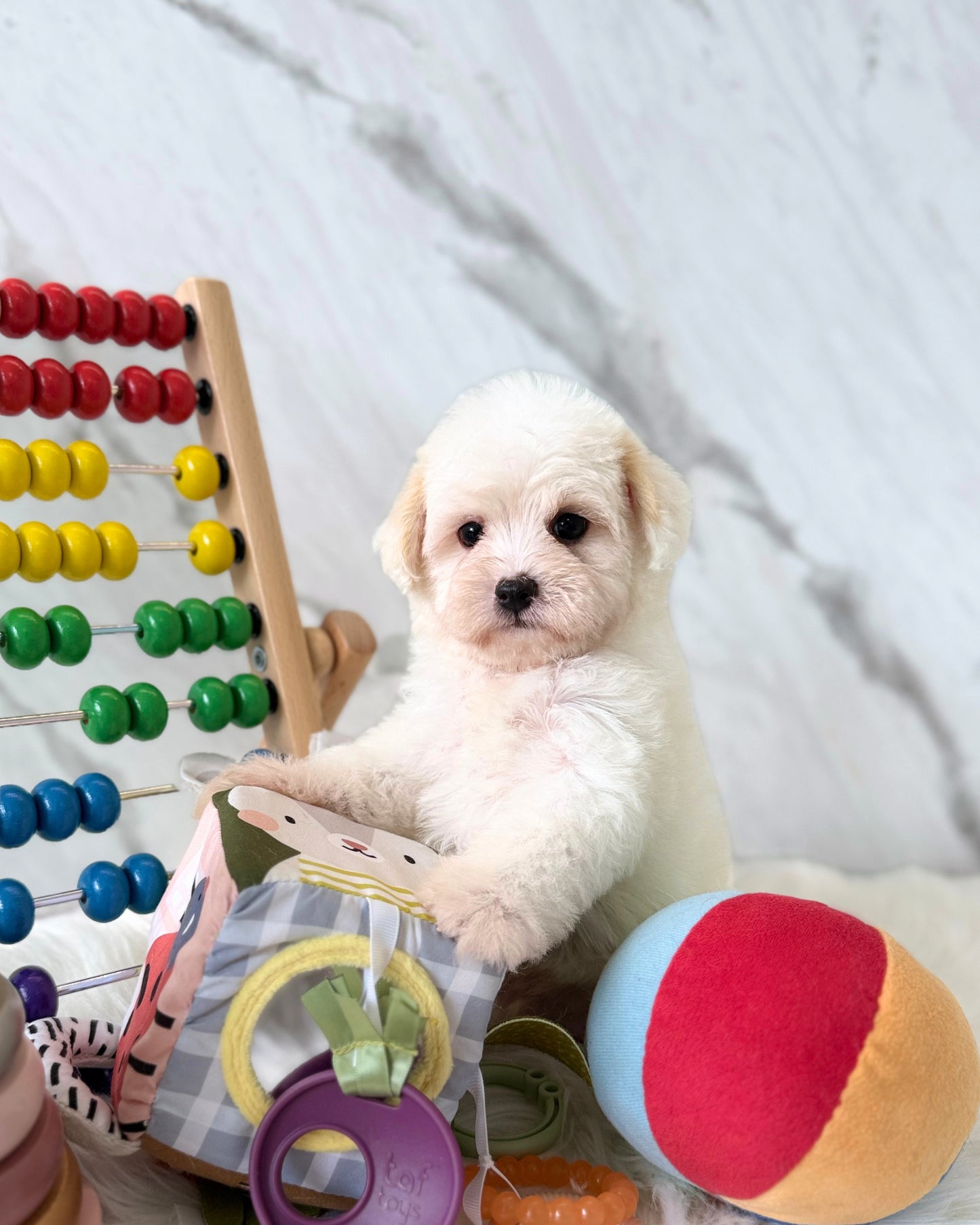 Kimchi: Cream Maltipoo 🇸🇬 (Boy)