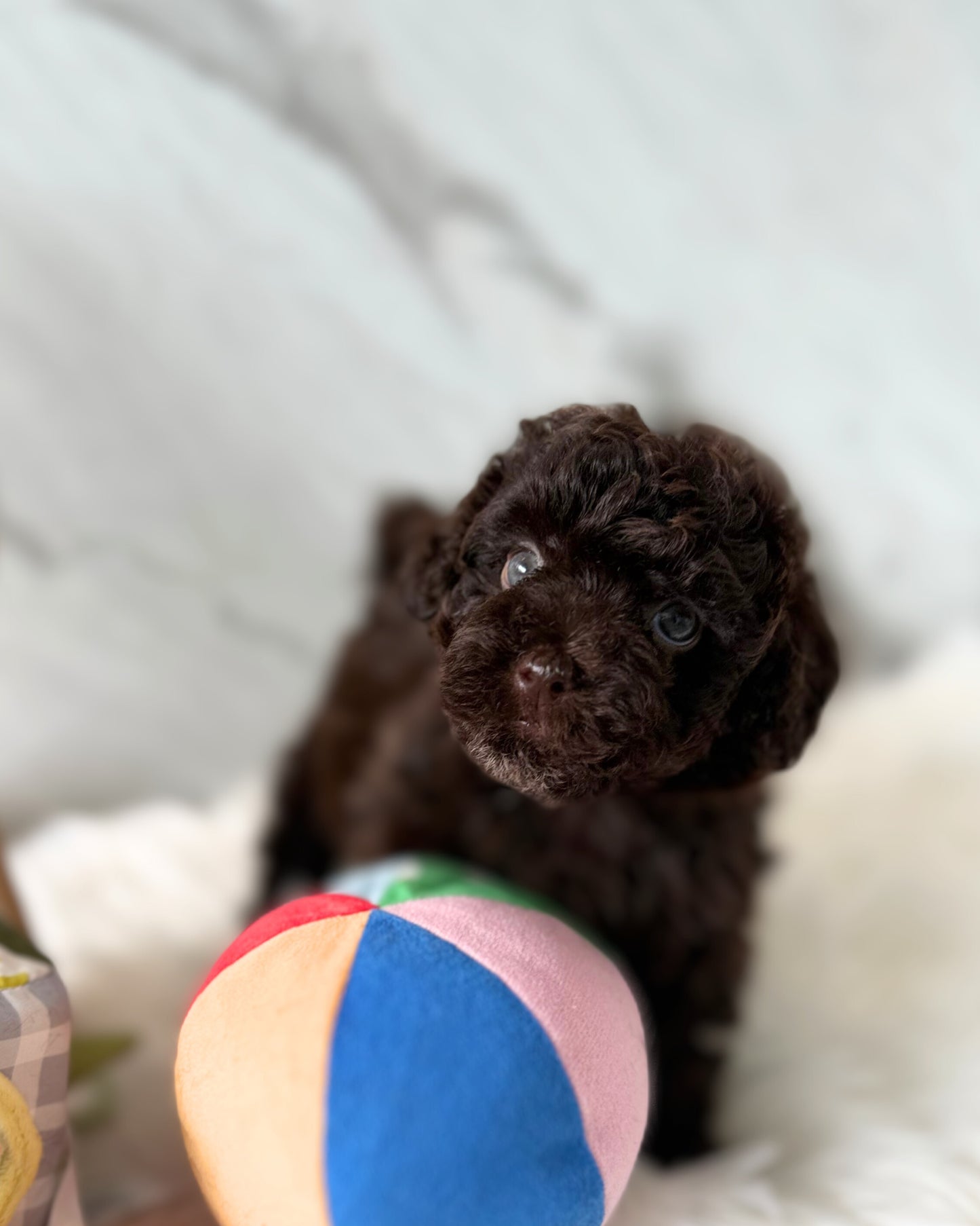 🥣 Miso: Chocolate Lagottopoodle 🇸🇬 (Boy)