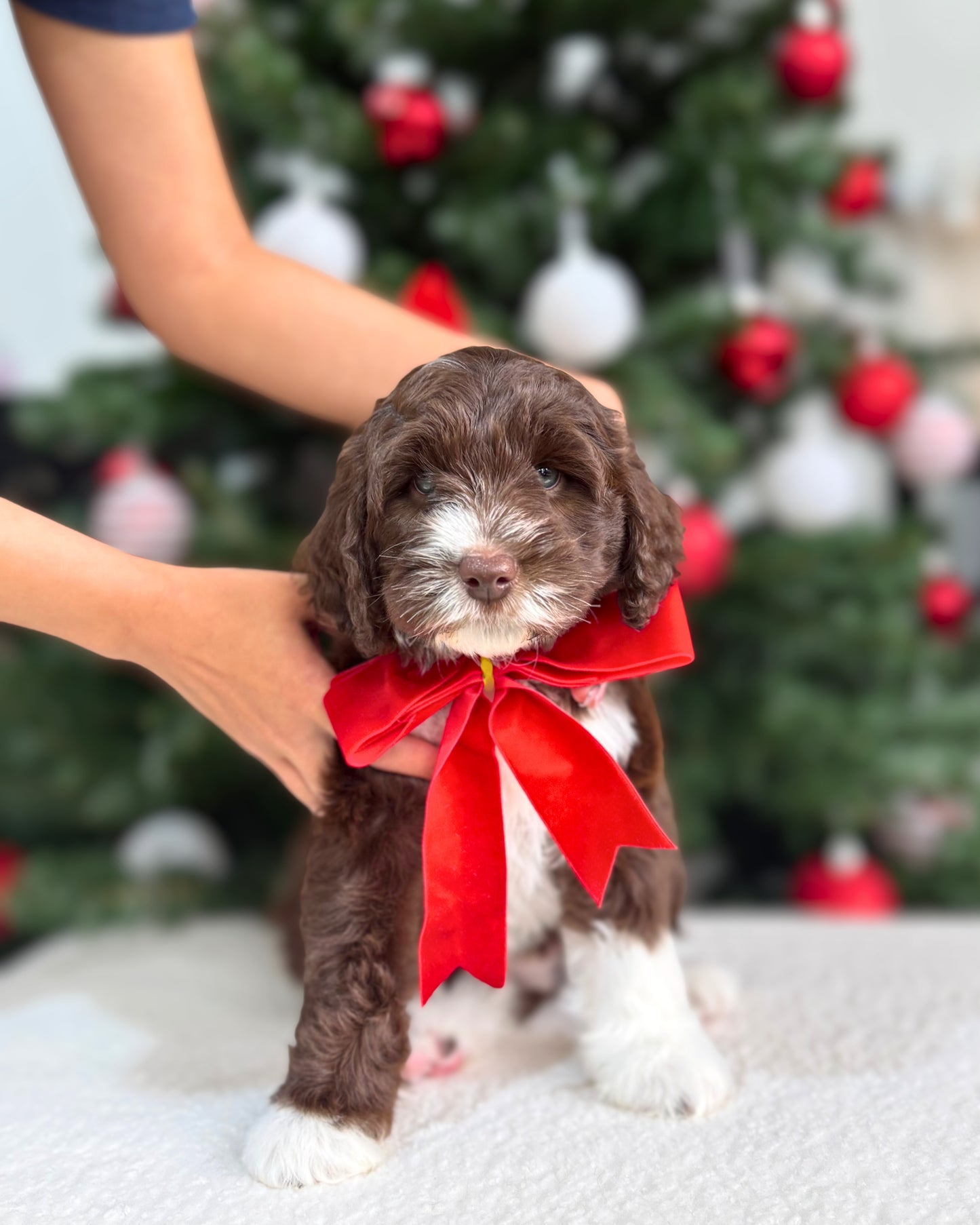 🤎🤍✨🐻 Celeste: Mini Parti Chocolate & White Australian Labradoodle 🇸🇬 (Girl)