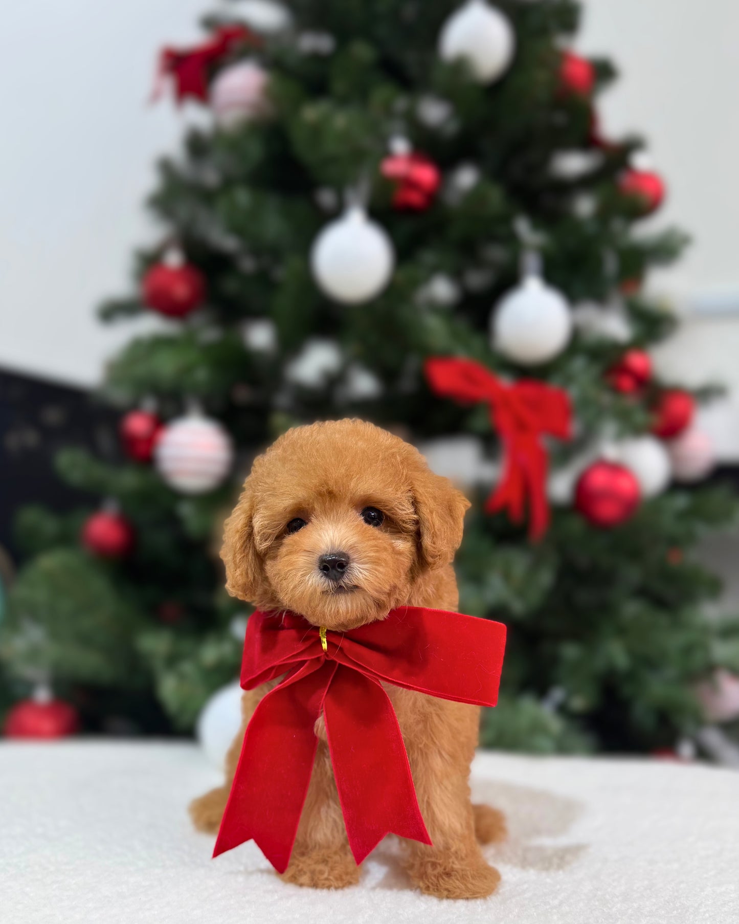 🌸💖 Miso: Brown Tiny Maltipoo 🇸🇬 (Girl)