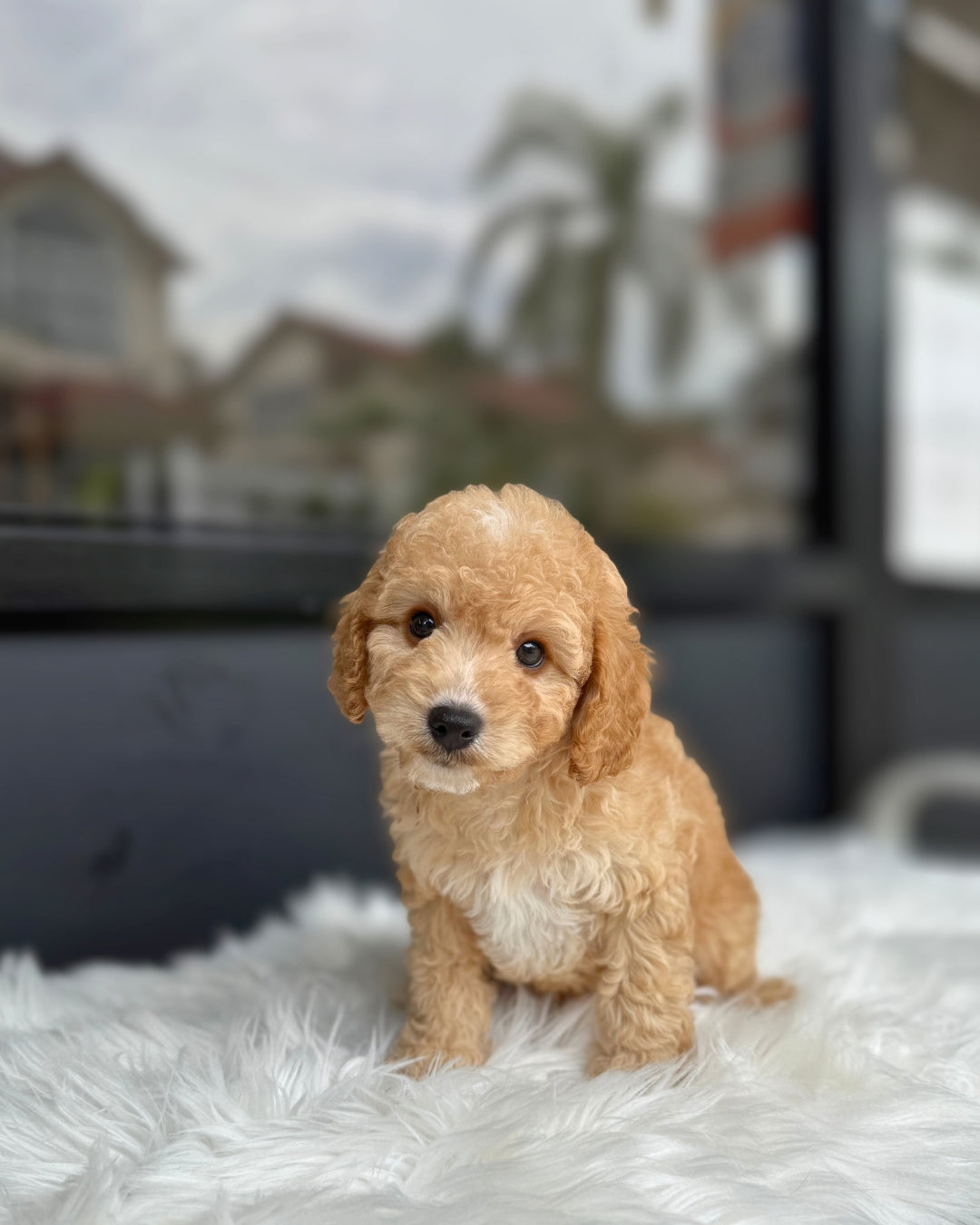 ⭐️ Blessing: Brown Toy Poodle 🇸🇬 (Boy)