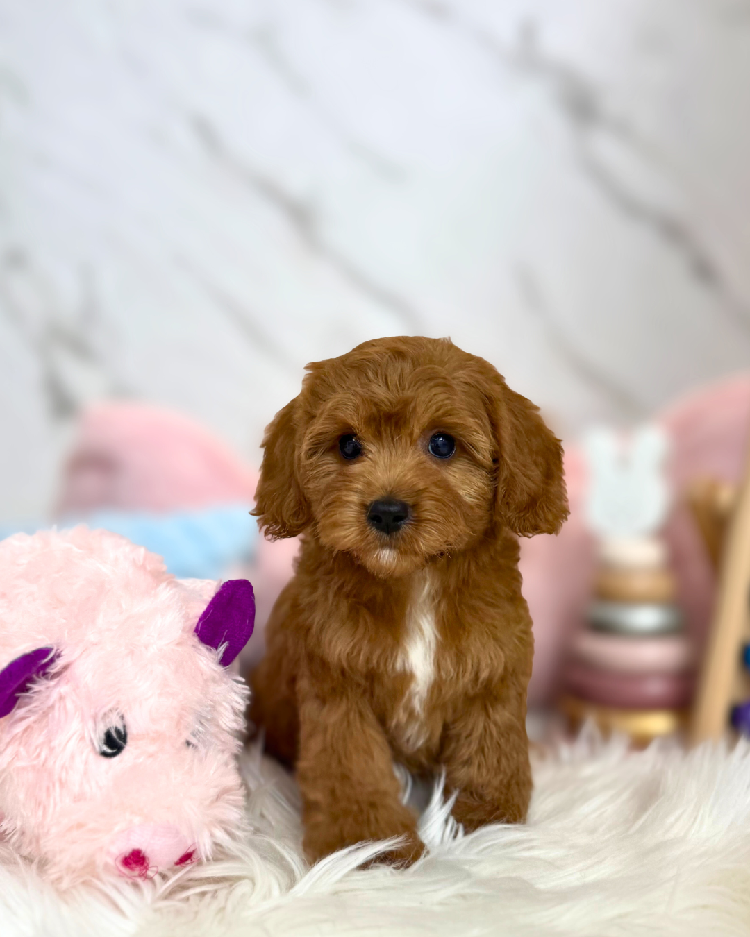 💝 Mocha: Red Toy Cockapoo 🇸🇬 (Girl)