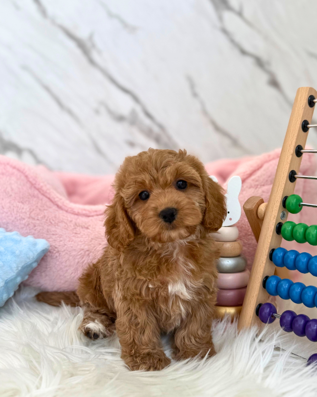 🍩 Milo: Brown Toy Cockapoo 🇸🇬 (Boy)