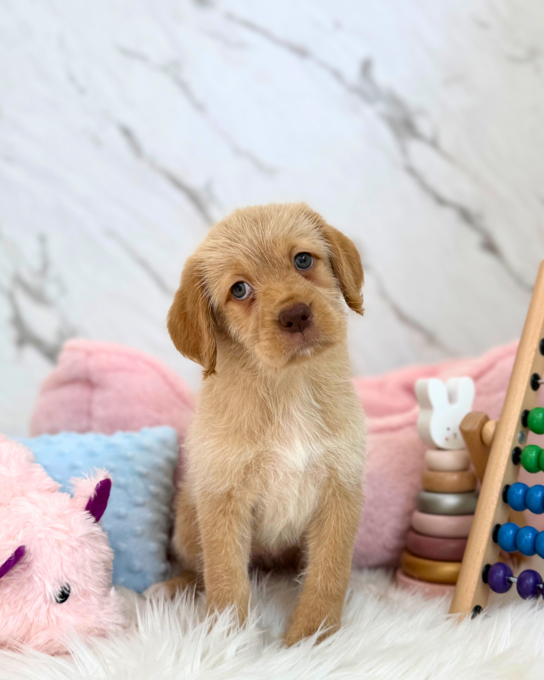 🦁 Sunny: Yellow Mini Labradoodle 🇸🇬 (Girl) *