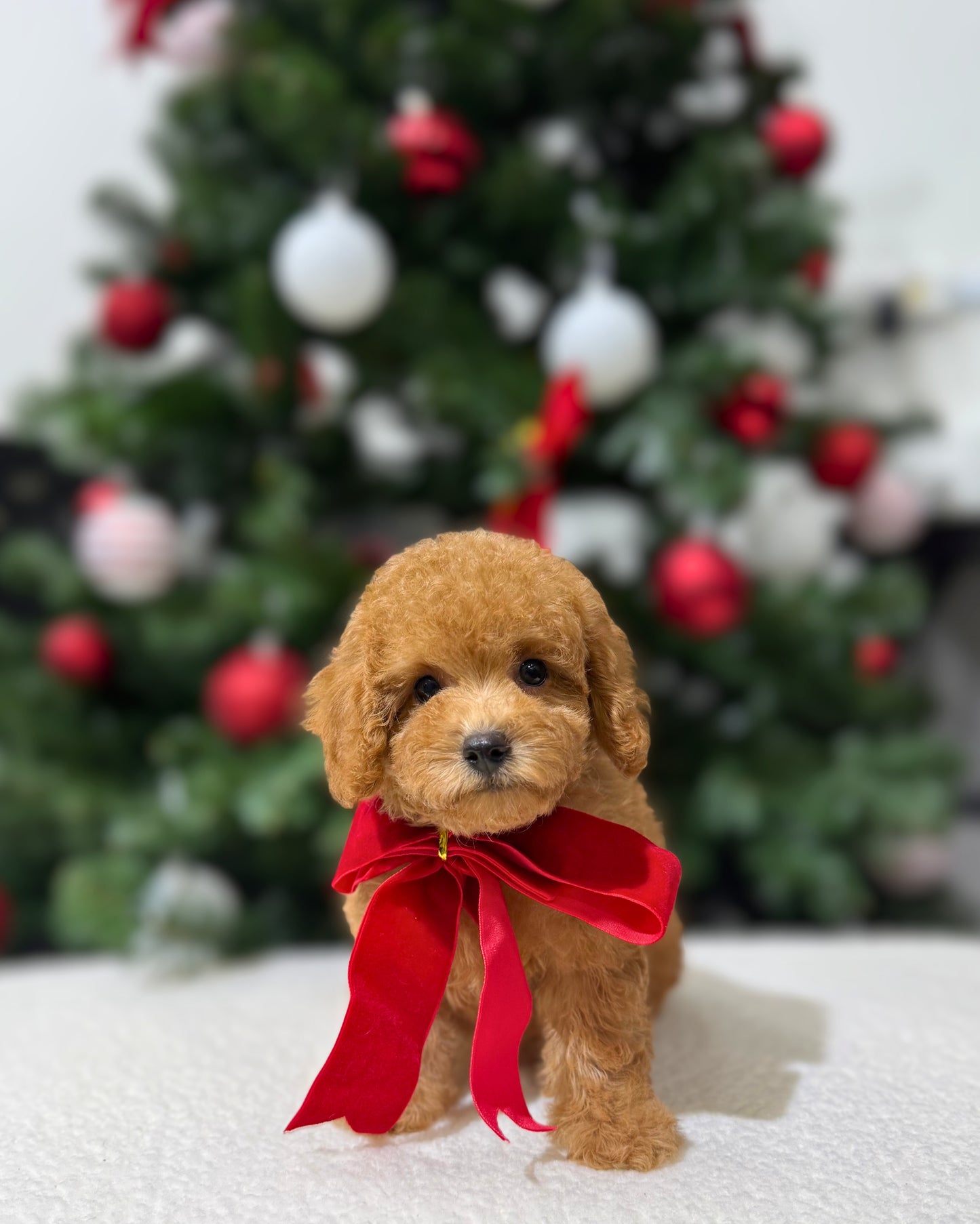 ๐ธ๐ Yori: Brown Tiny Maltipoo ๐ธ๐ฌ (Girl)