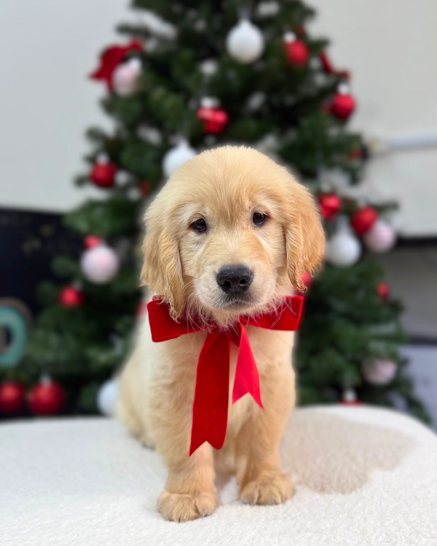 🧈🦁 Butter: Cream Golden Retriever 🇸🇬 (Boy)