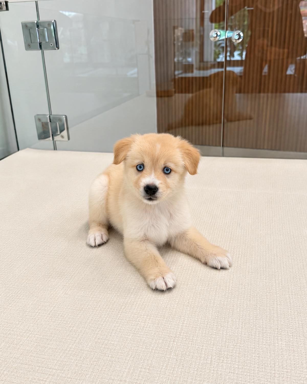 Nova: Cream Mini Pomsky Spitz ๐ธ๐ฌ (Girl)
