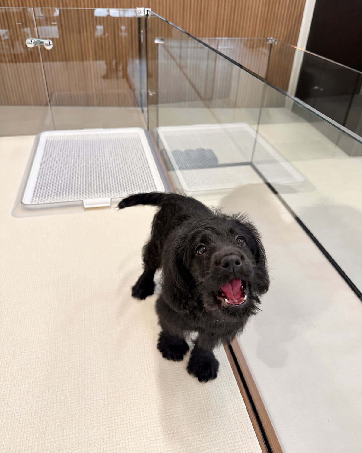 Kitty: Black Mini Labradoodle 🇸🇬 (Girl)