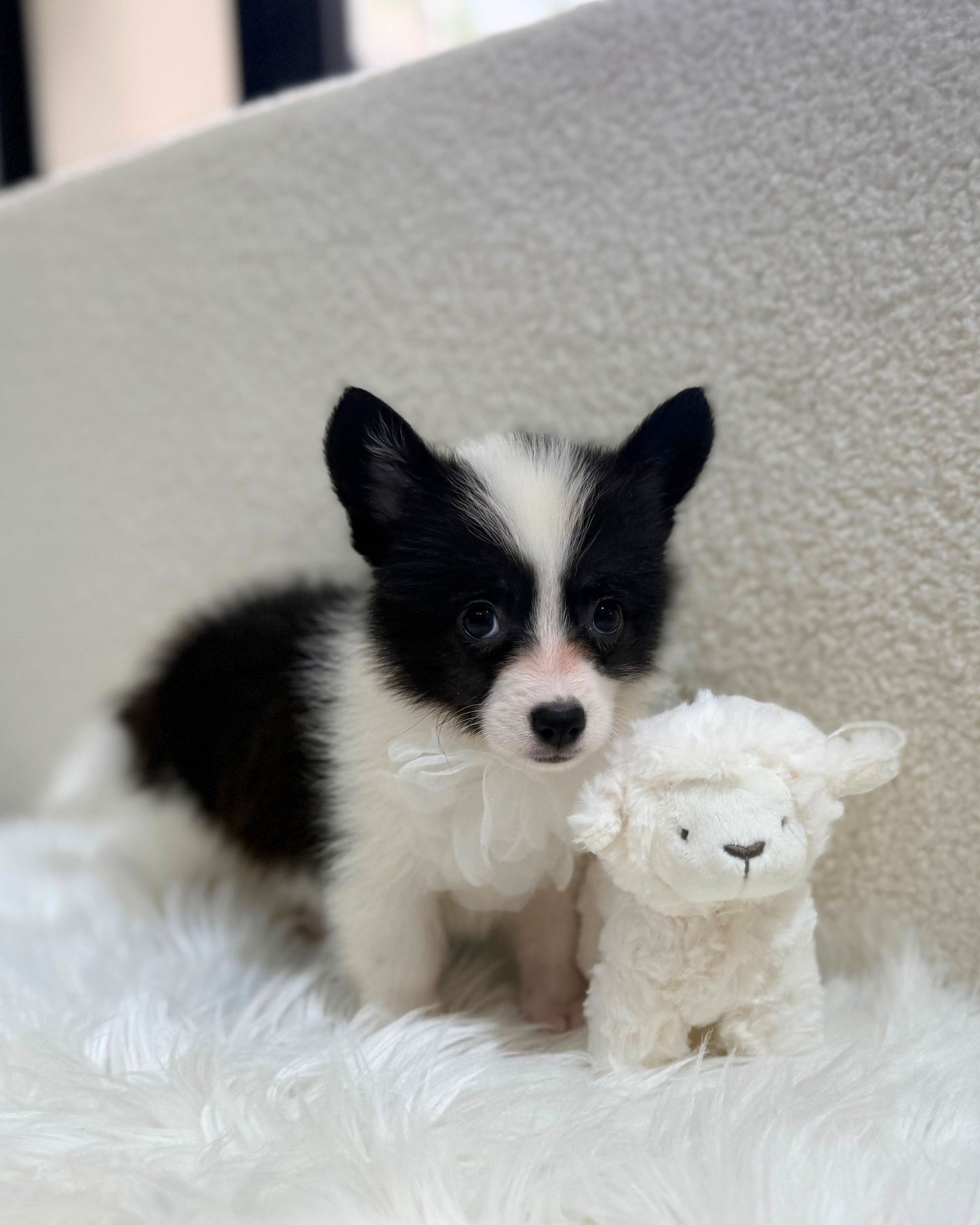 🖤🤍6️⃣🐾Six: Black & White Corgitz 🇸🇬 (Girl)