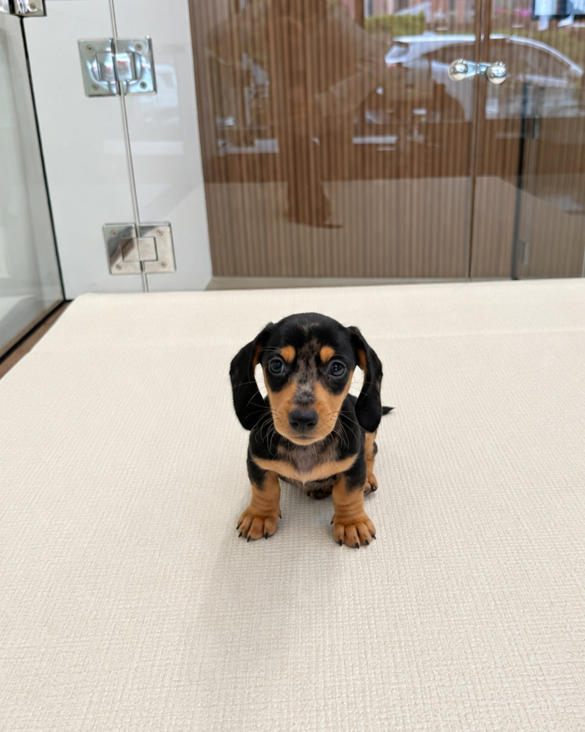 Beanie: Merle Black Tan Smooth Coat Mini Dachshund 🇸🇬 (Boy)