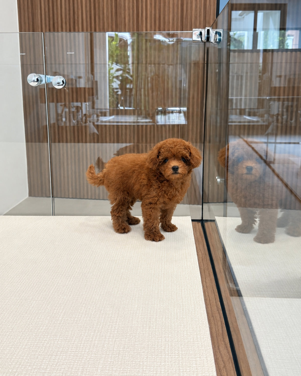 Ruby: Red Tiny Toy Poodle ๐ธ๐ฌ (Girl)