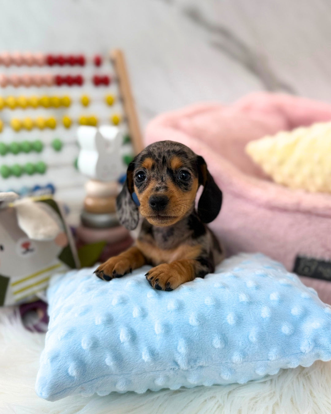 ⾖ Beanie: Dapple Merle Short Coat Miniature Dachshund 🇸🇬 (Girl)