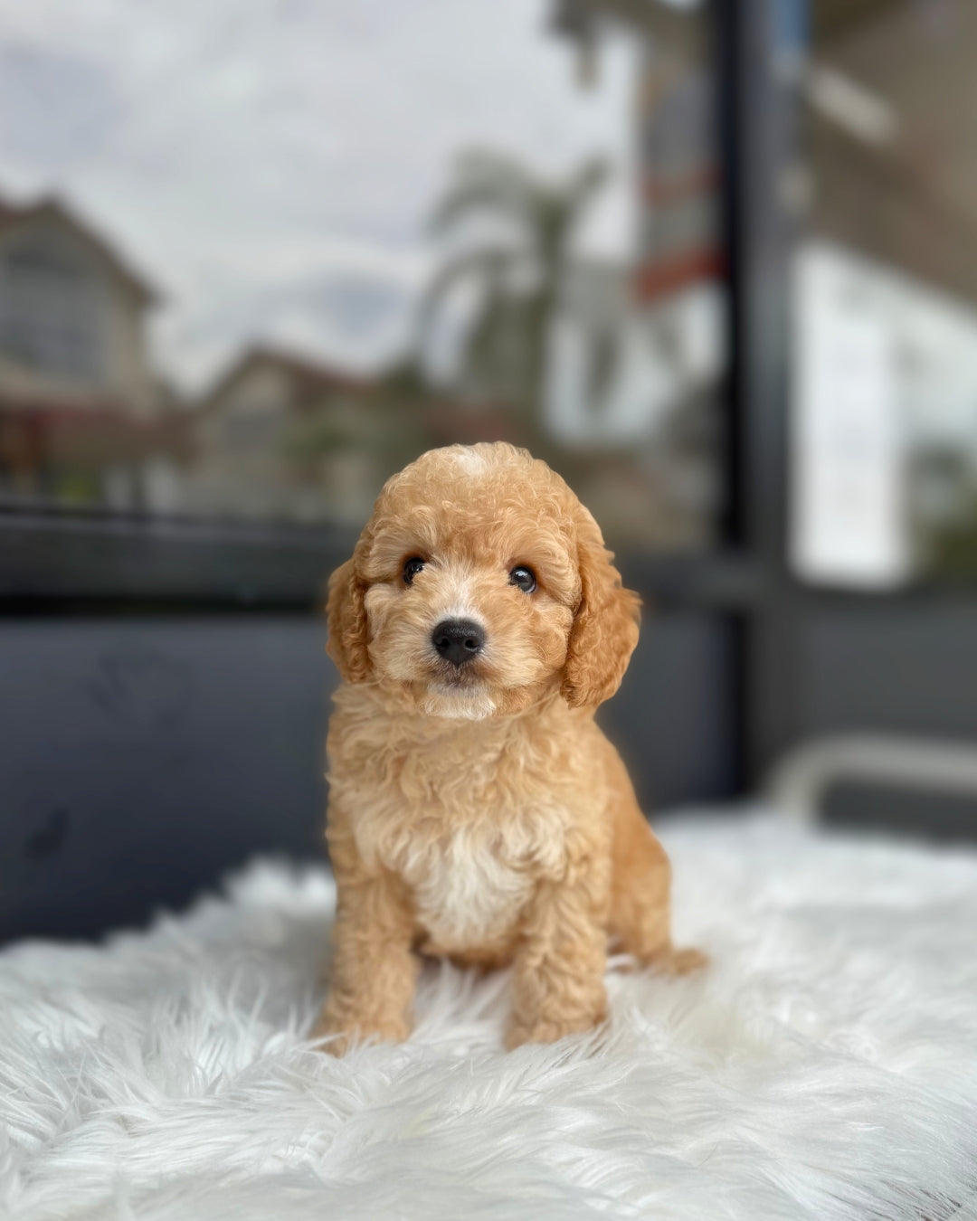 ⭐️ Blessing: Brown Toy Poodle 🇸🇬 (Boy)