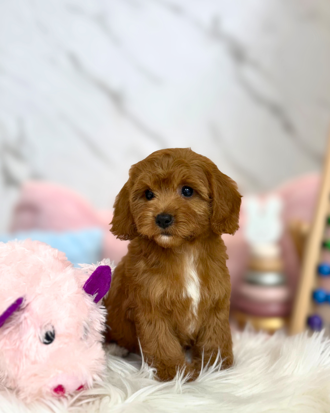 💝 Mocha: Red Toy Cockapoo 🇸🇬 (Girl)