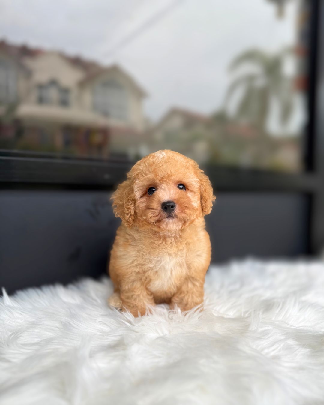 🍩 Donut: Cream Brown Cavapoo 🇸🇬 (Boy)