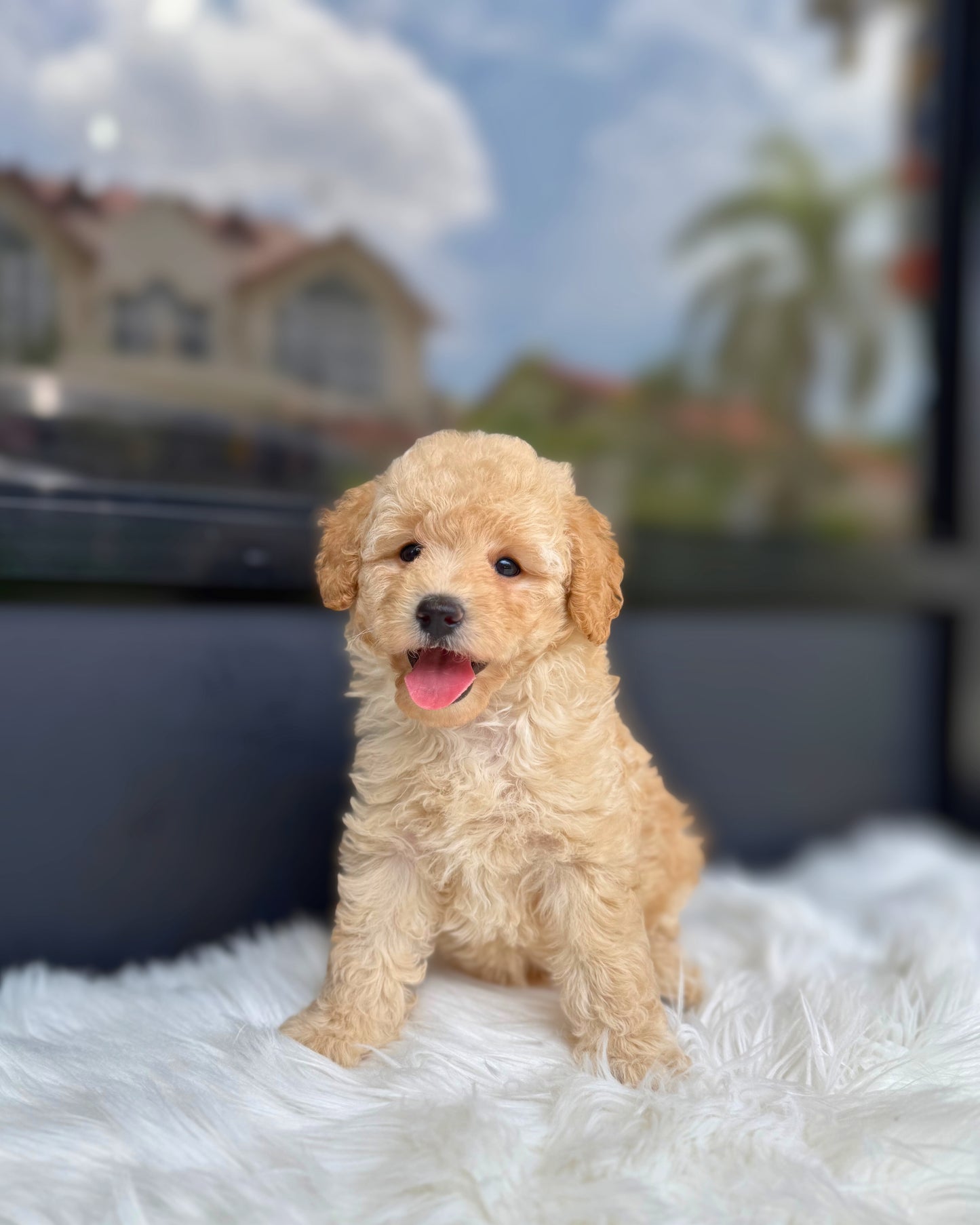 🍎 Sora: Cream Brown Maltipoo 🇸🇬 (Girl)