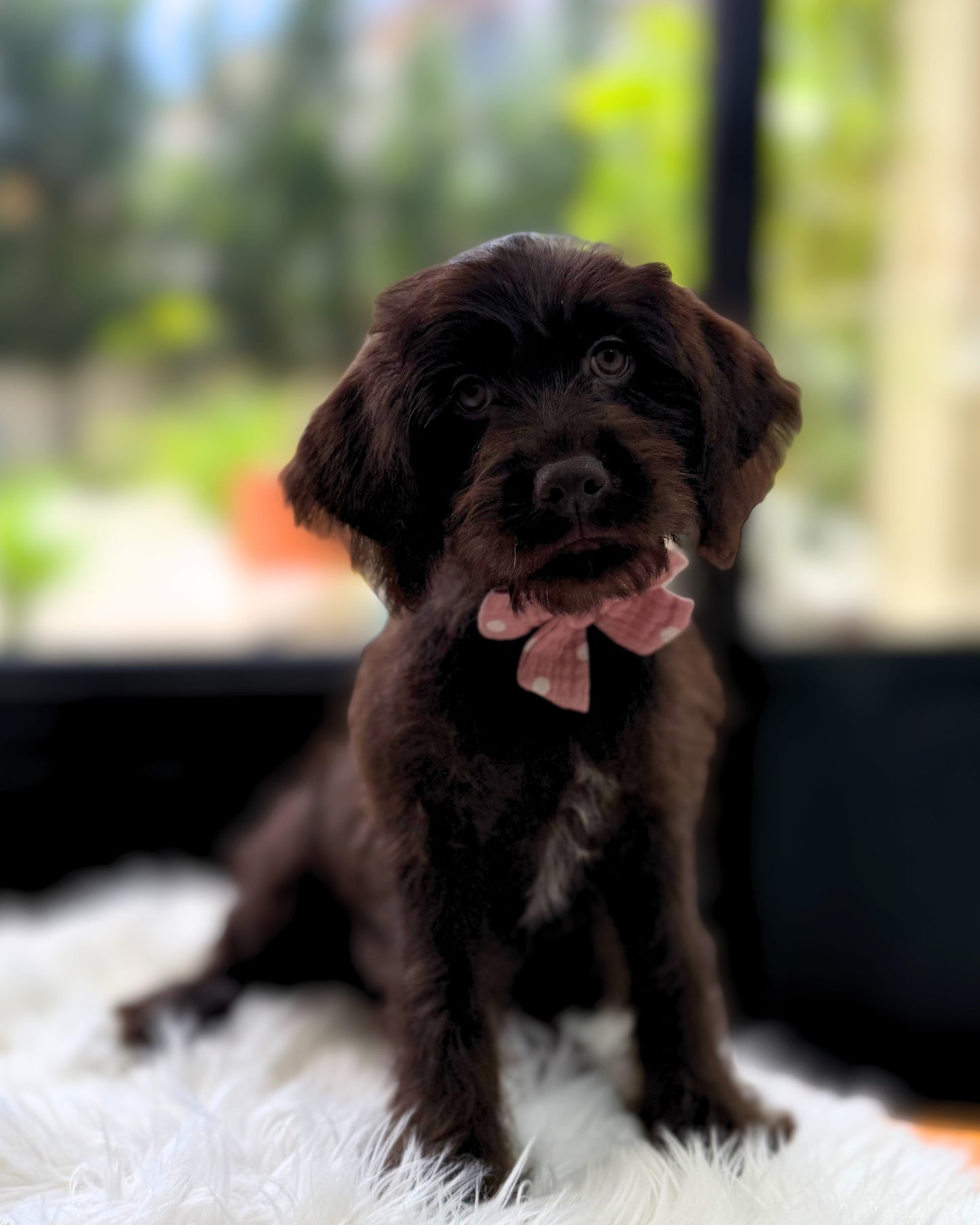 🤎 Hazel: Chocolate Mini Labradoodle 🇸🇬 (Girl)