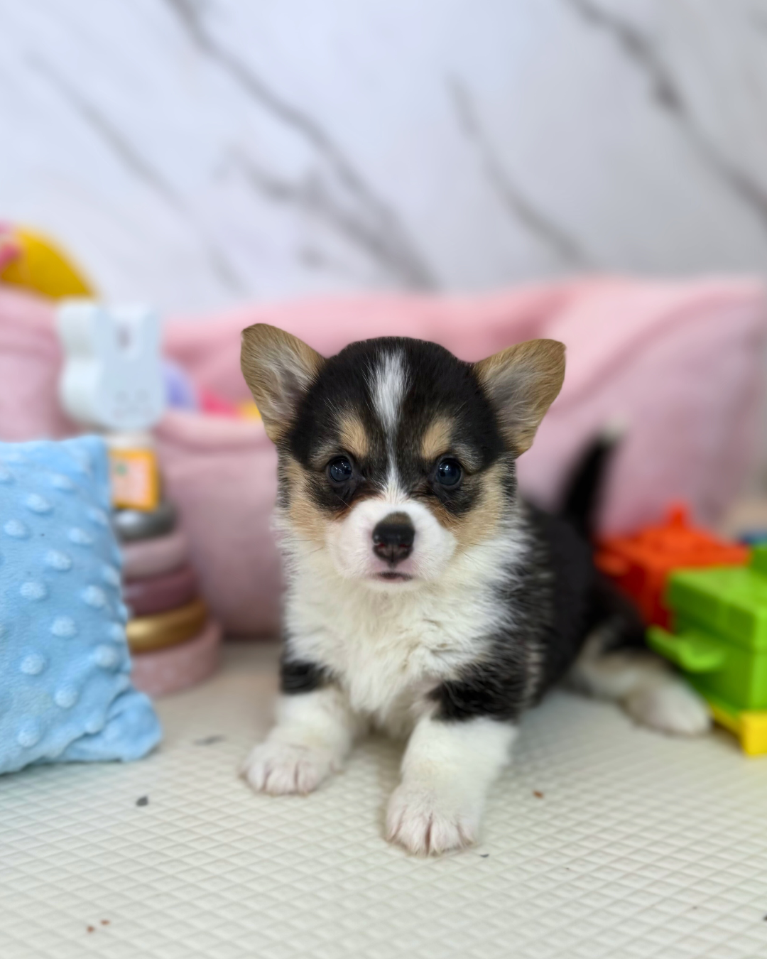 🍵 Matcha: Fluffy Tri-Colour Pembroke Welsh Corgi 🇸🇬 (Girl)