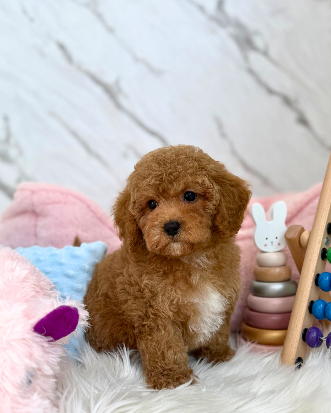 🐻 Cookie: Red Toy Cockapoo 🇸🇬 (Boy)