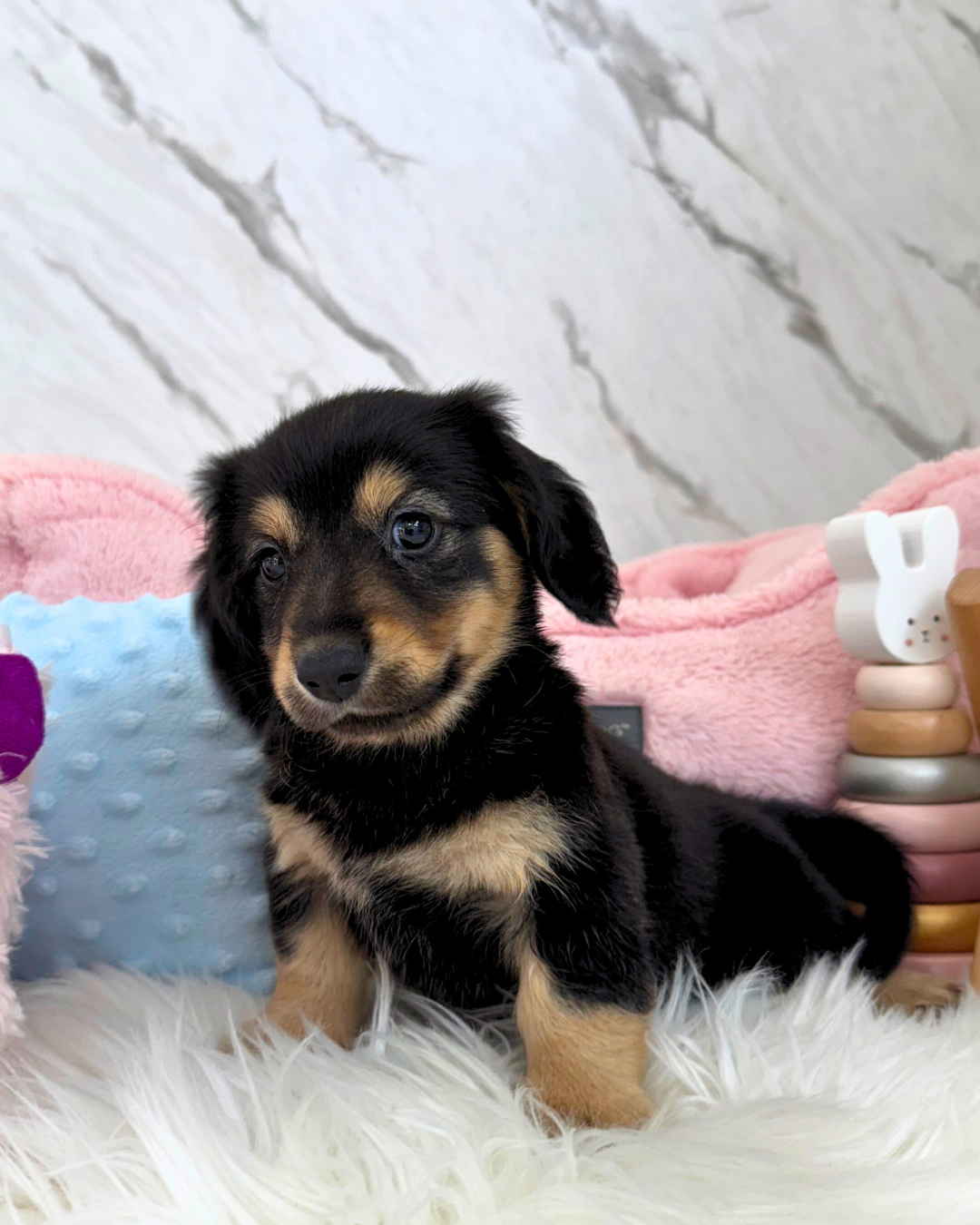 🐾 Alan: Black & Tan Golden Doxie 🇸🇬 (Boy)