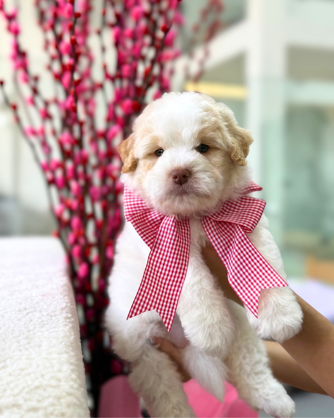 🍊🍊 Nian Gao 年糕: Parti Chowpoo 🇸🇬 (Girl)