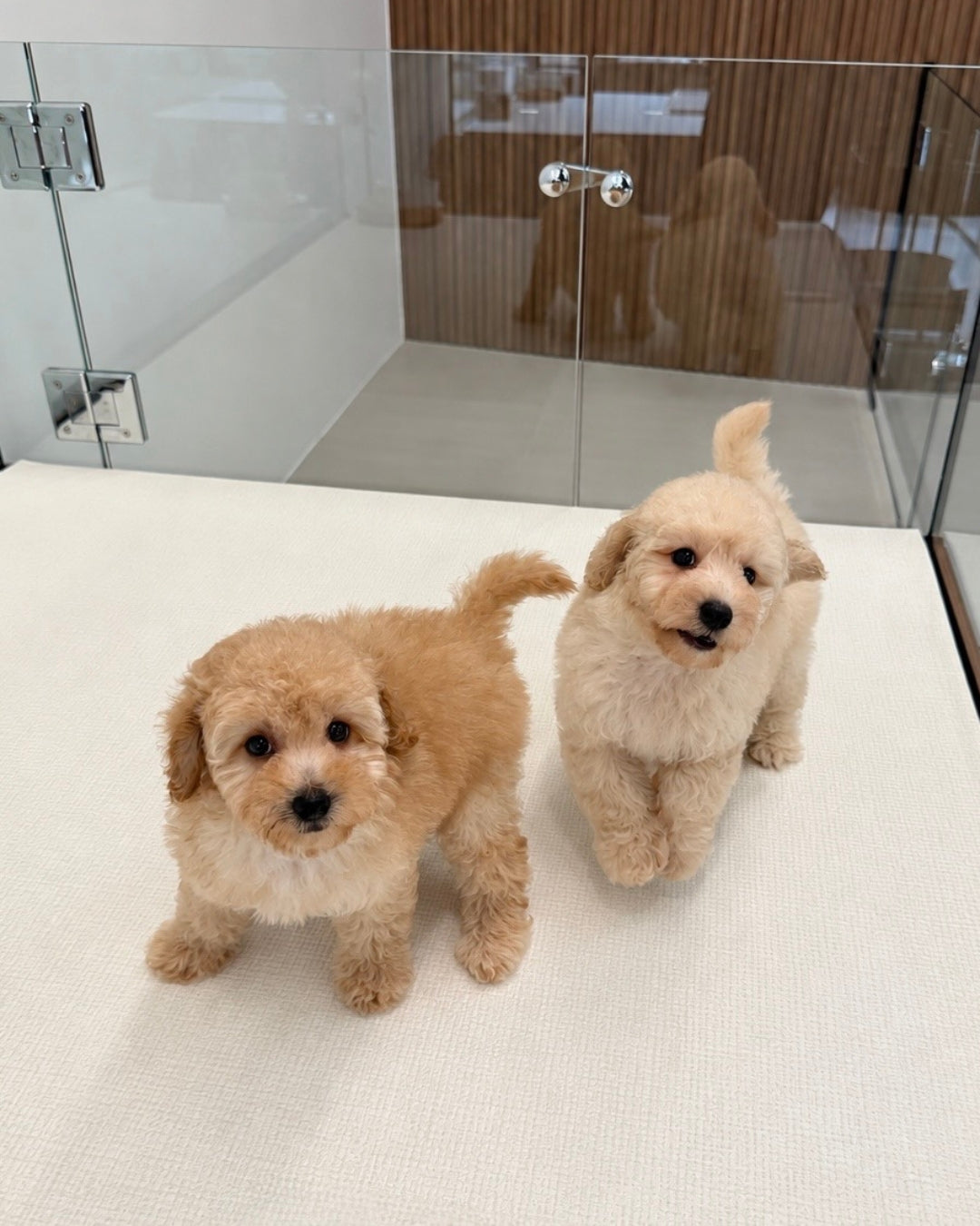 Toto: Cream Toy Poodle ๐ธ๐ฌ (Boy)