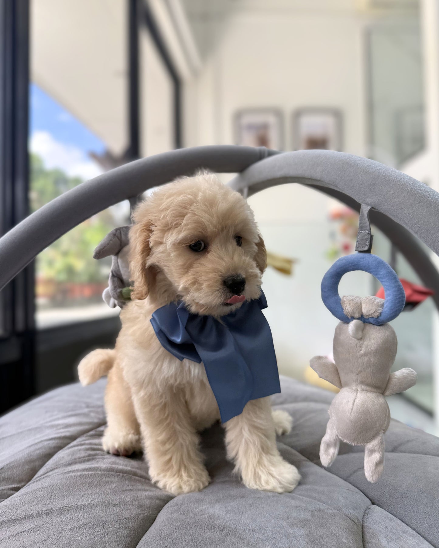 🍮🐾 Jelly: Cream Mini Golden Doodle 🇸🇬 (Girl)