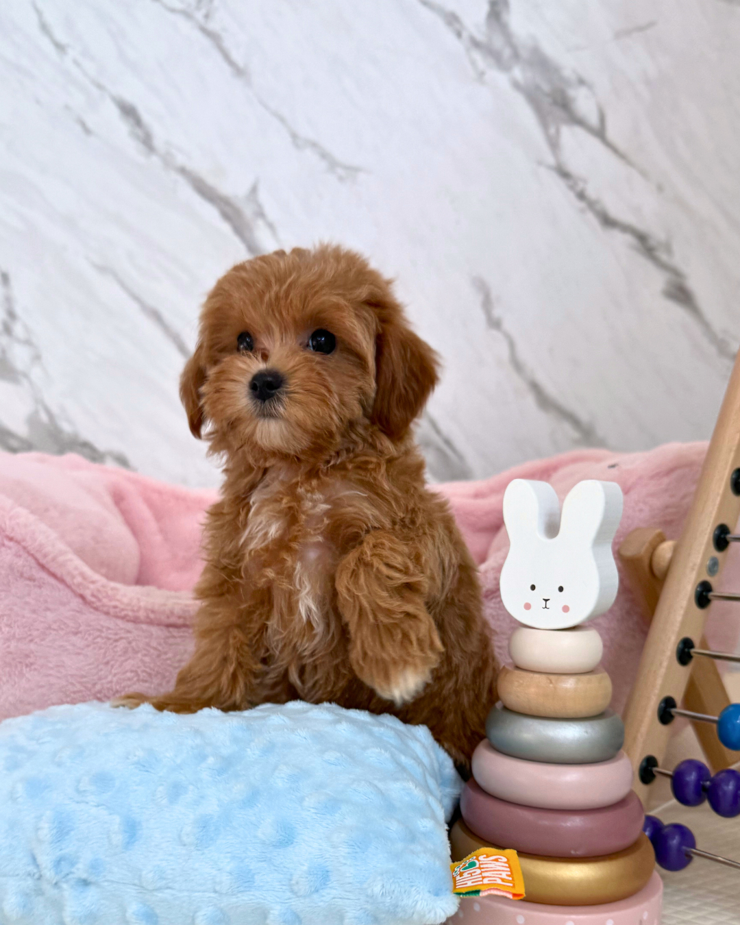 🐰 Miki: Brown Maltipoo 🇸🇬 (Girl)