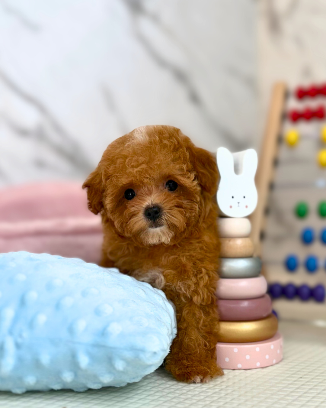 🐥 Ari: Brown Maltipoo 🇸🇬 (Girl)