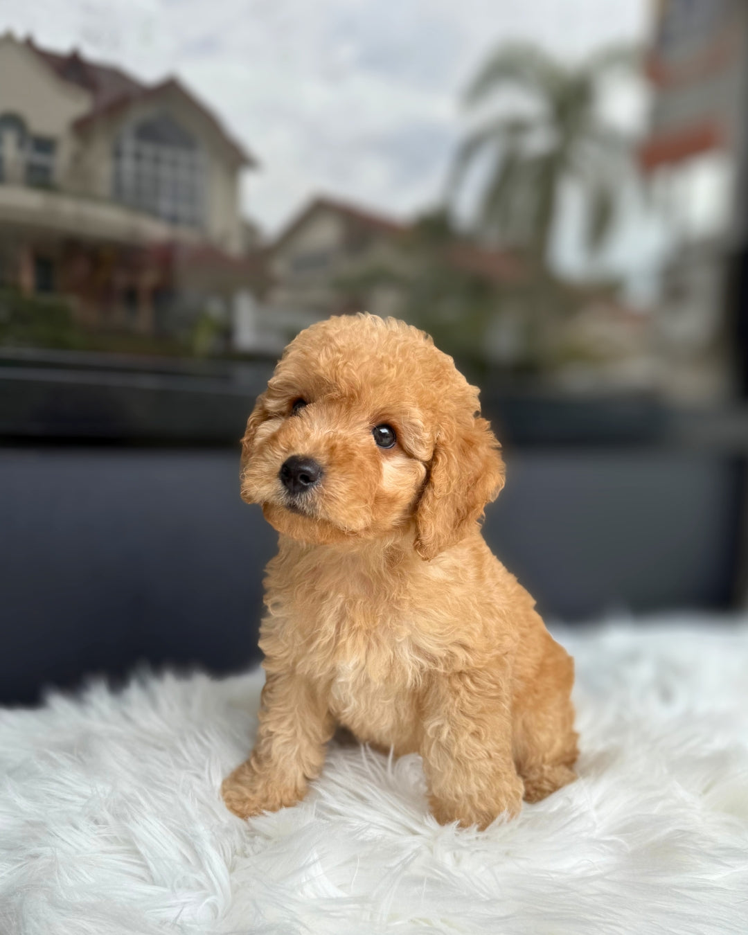 💫 Hope: Brown Toy Poodle 🇸🇬 (Girl)